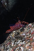 Cinetorhynchus rigens Crevette rouge danseuse atlantique-Acores St Maria Blue cave-10m-20170821-Denis-ADER-DSC_9667_tn_tn